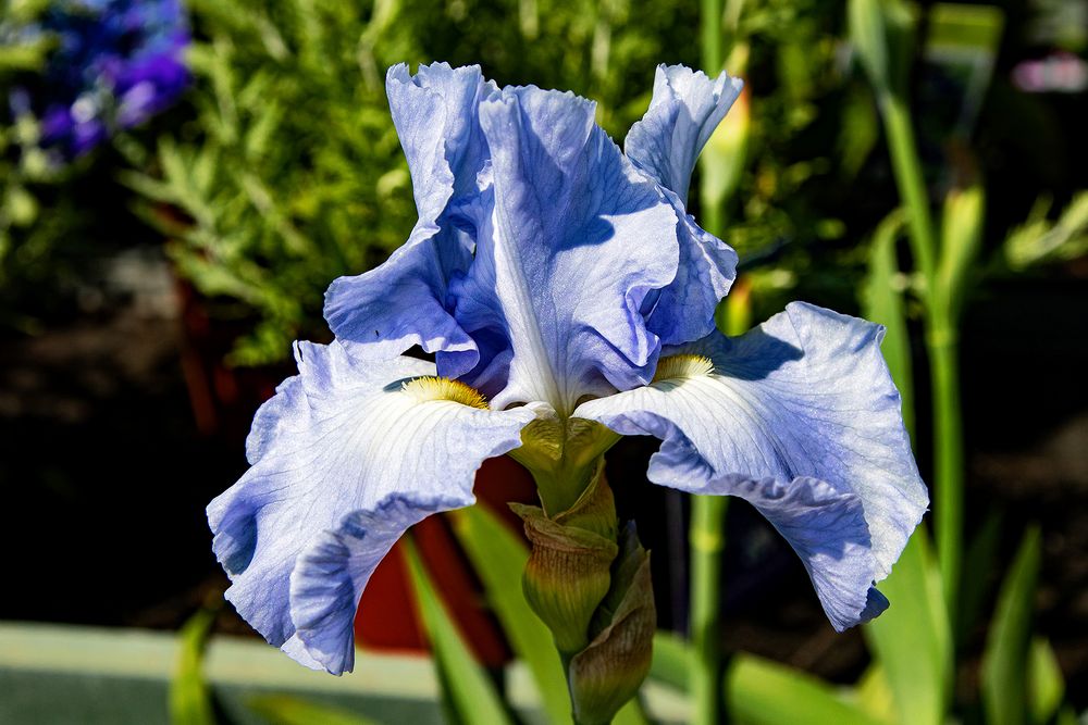 Blümchen, blau