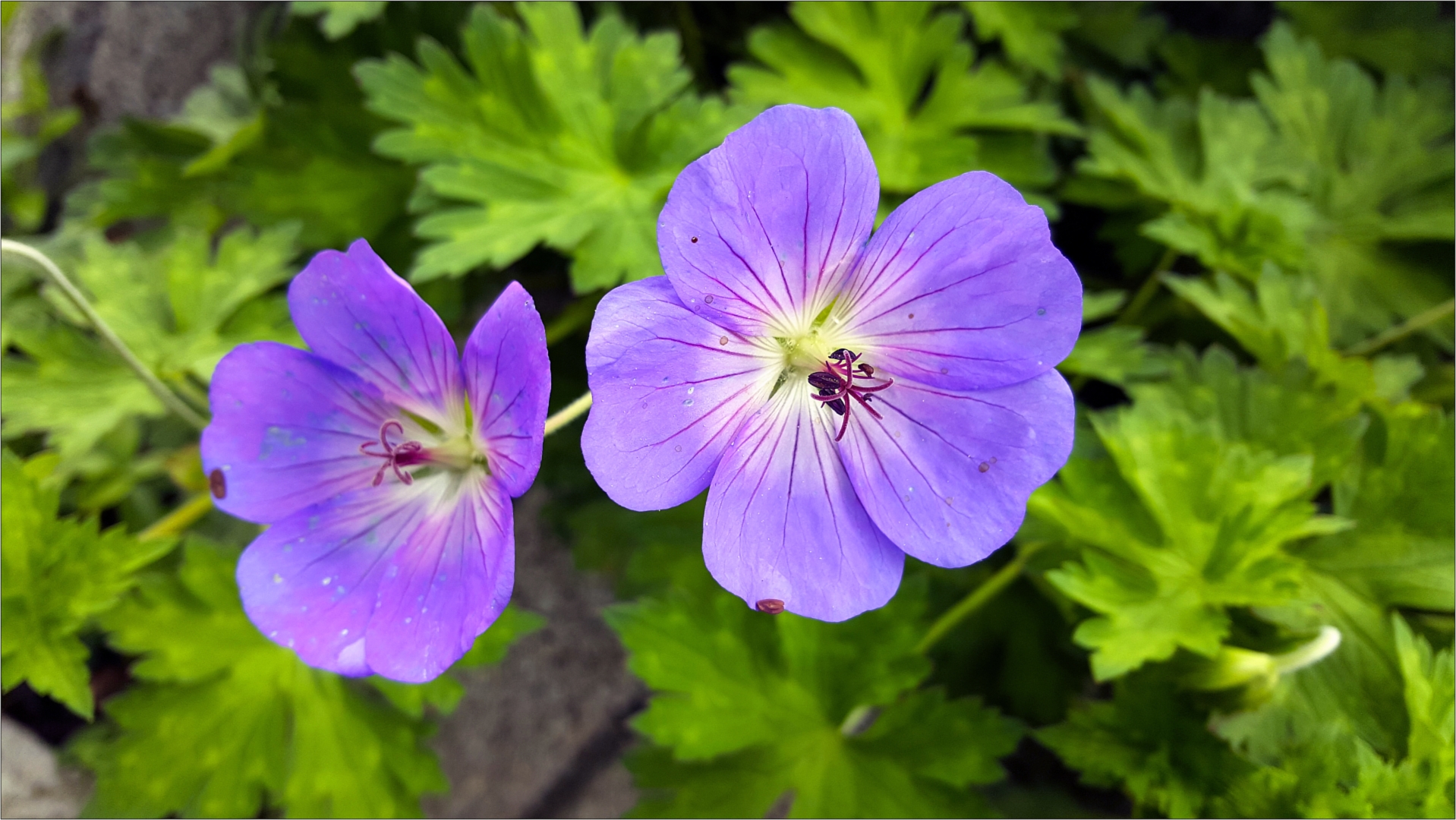 blümchen blau