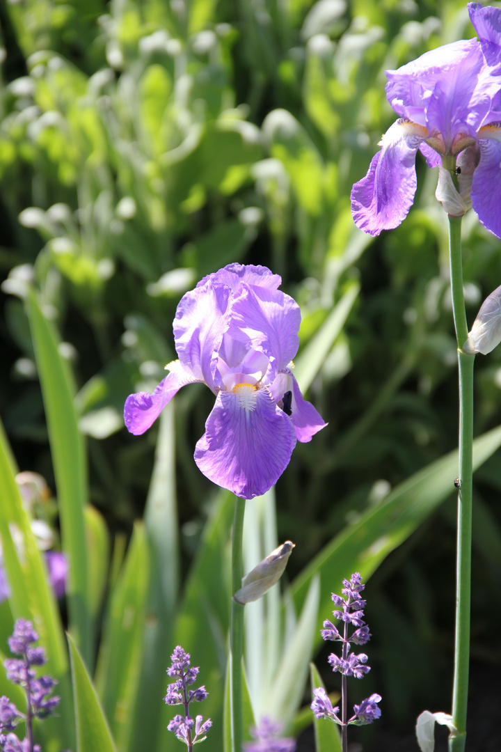 Blümchen blau