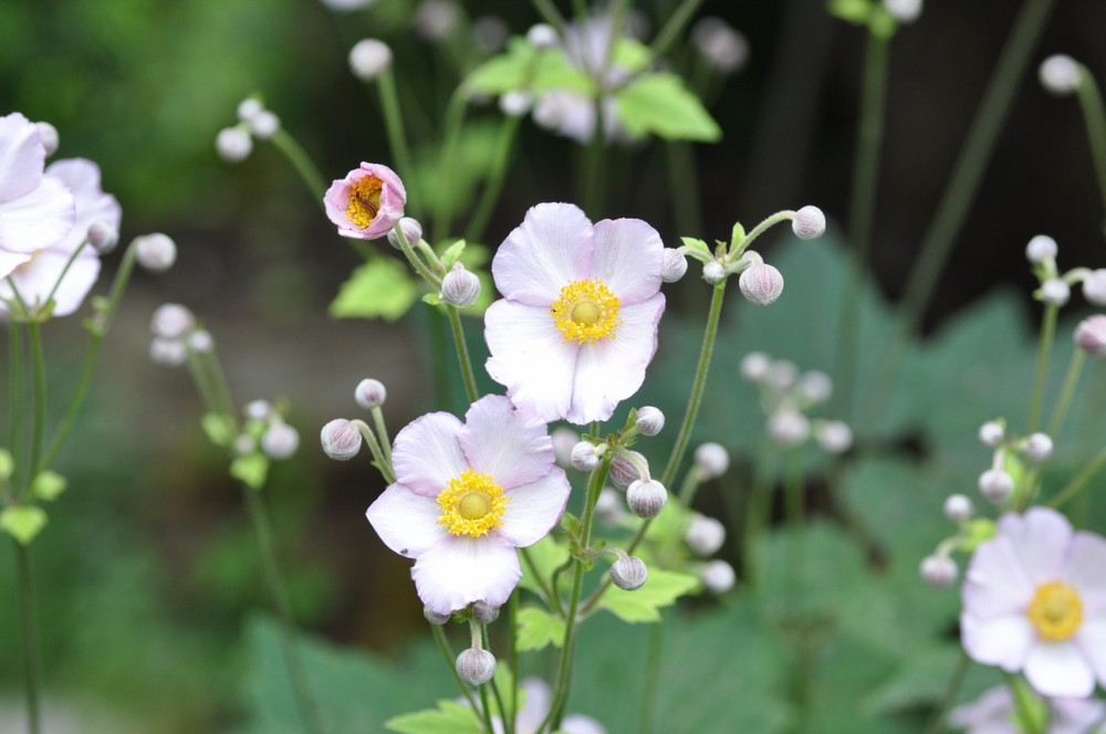 BLÜMCHEN BLÜMCHEN