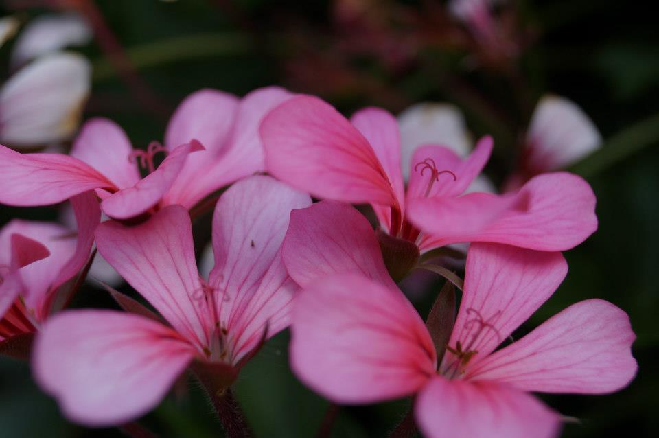 Blümchen Blümchen