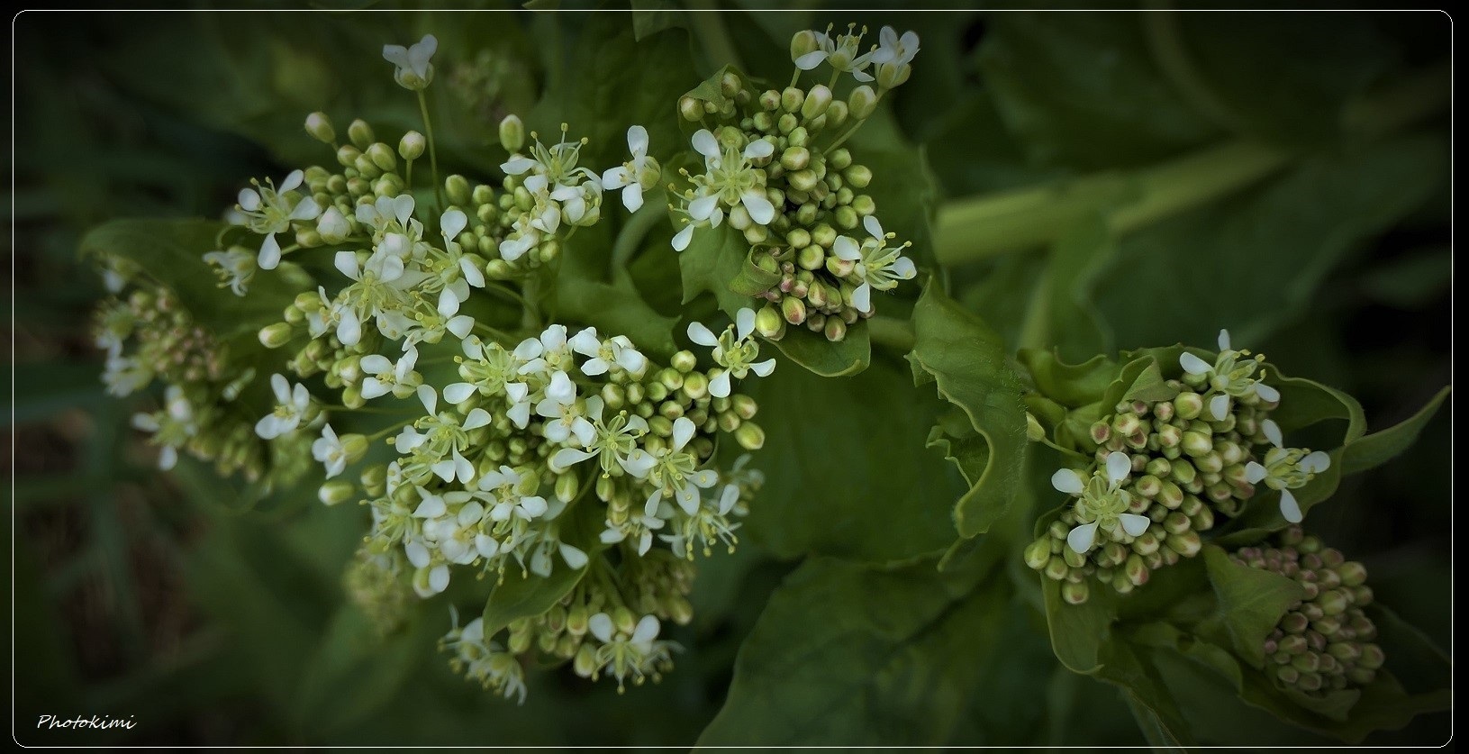 Blümchen, Blümchen...