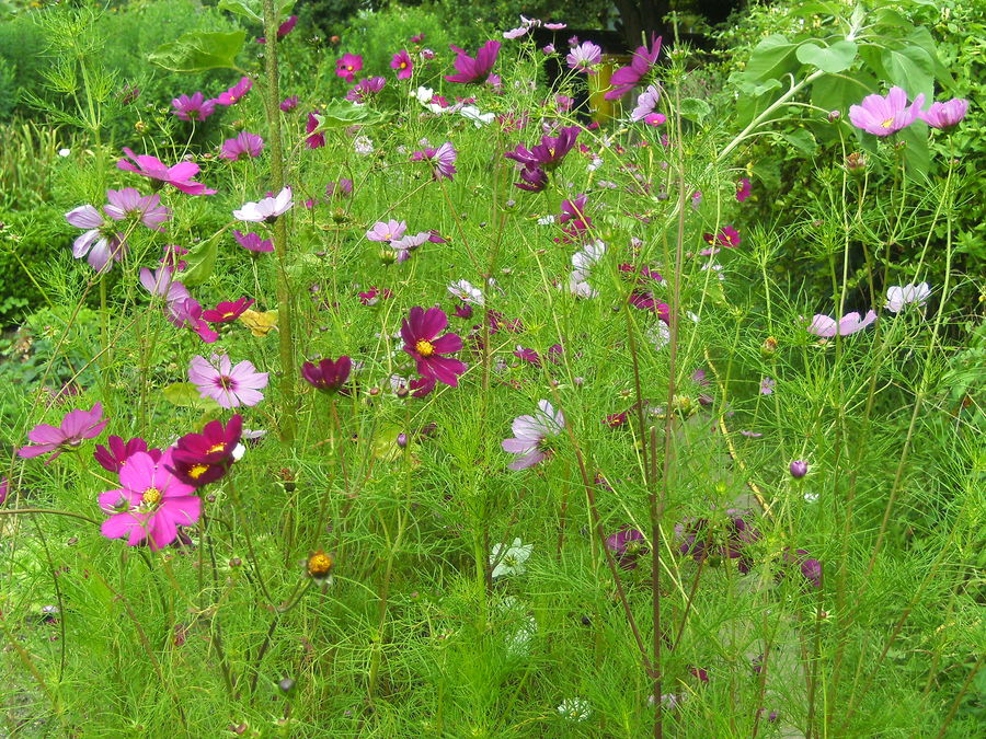 BLÜMCHEN-BLÜMCHEN-BLÜMCHEN