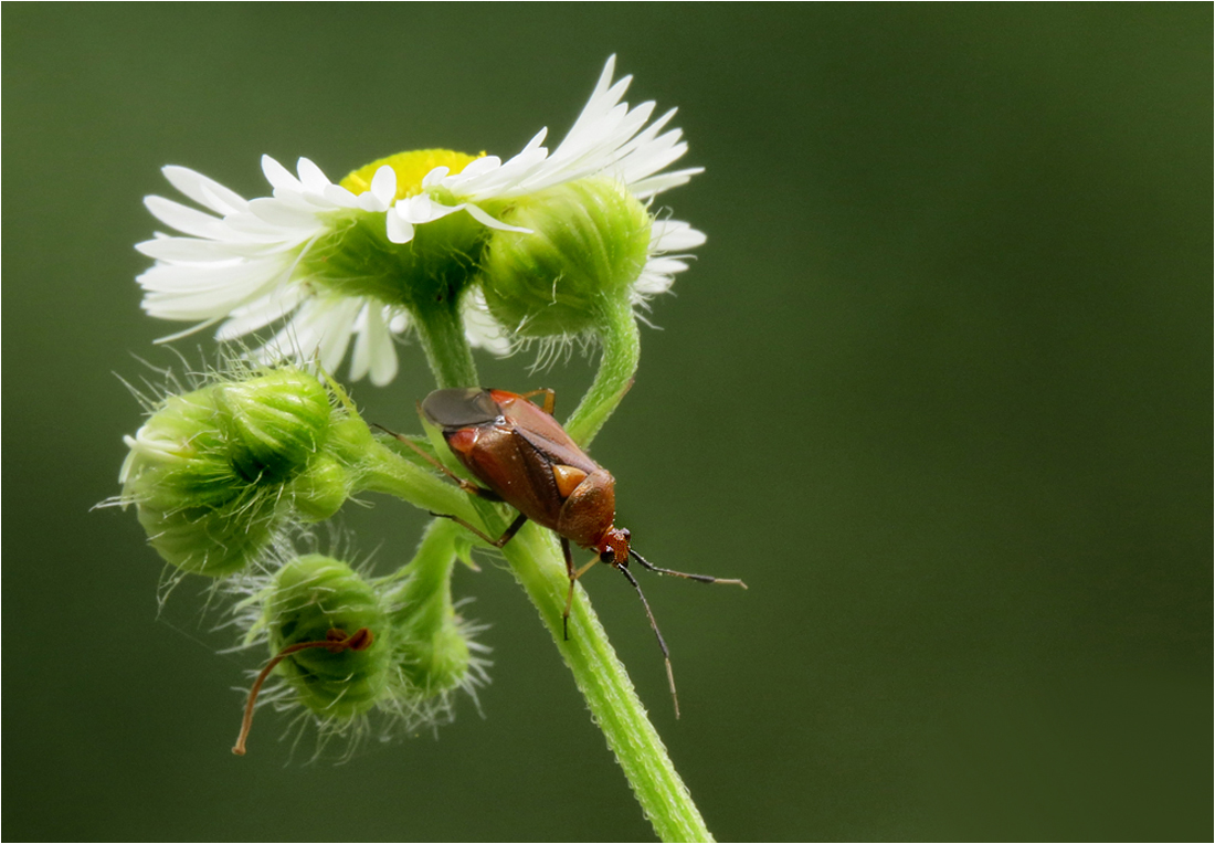  Blümchen...