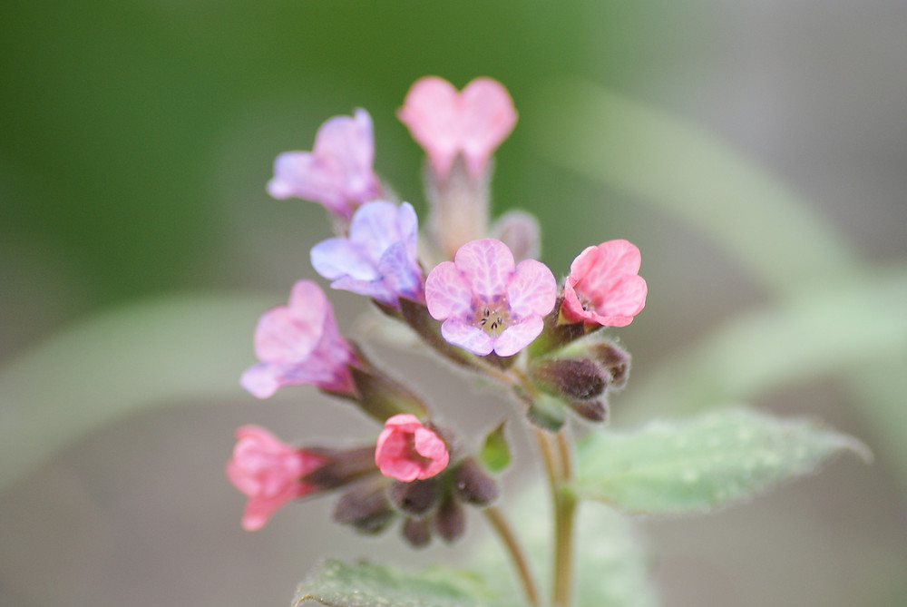 blümchen *