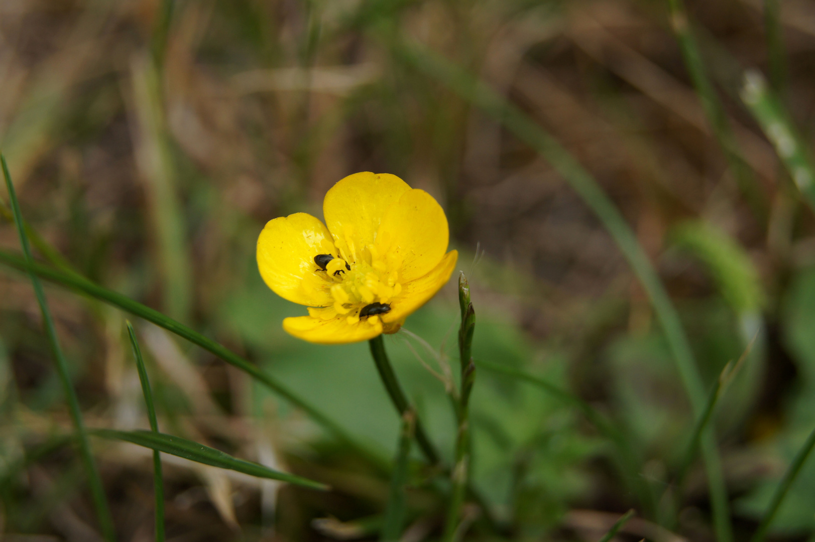 Blümchen