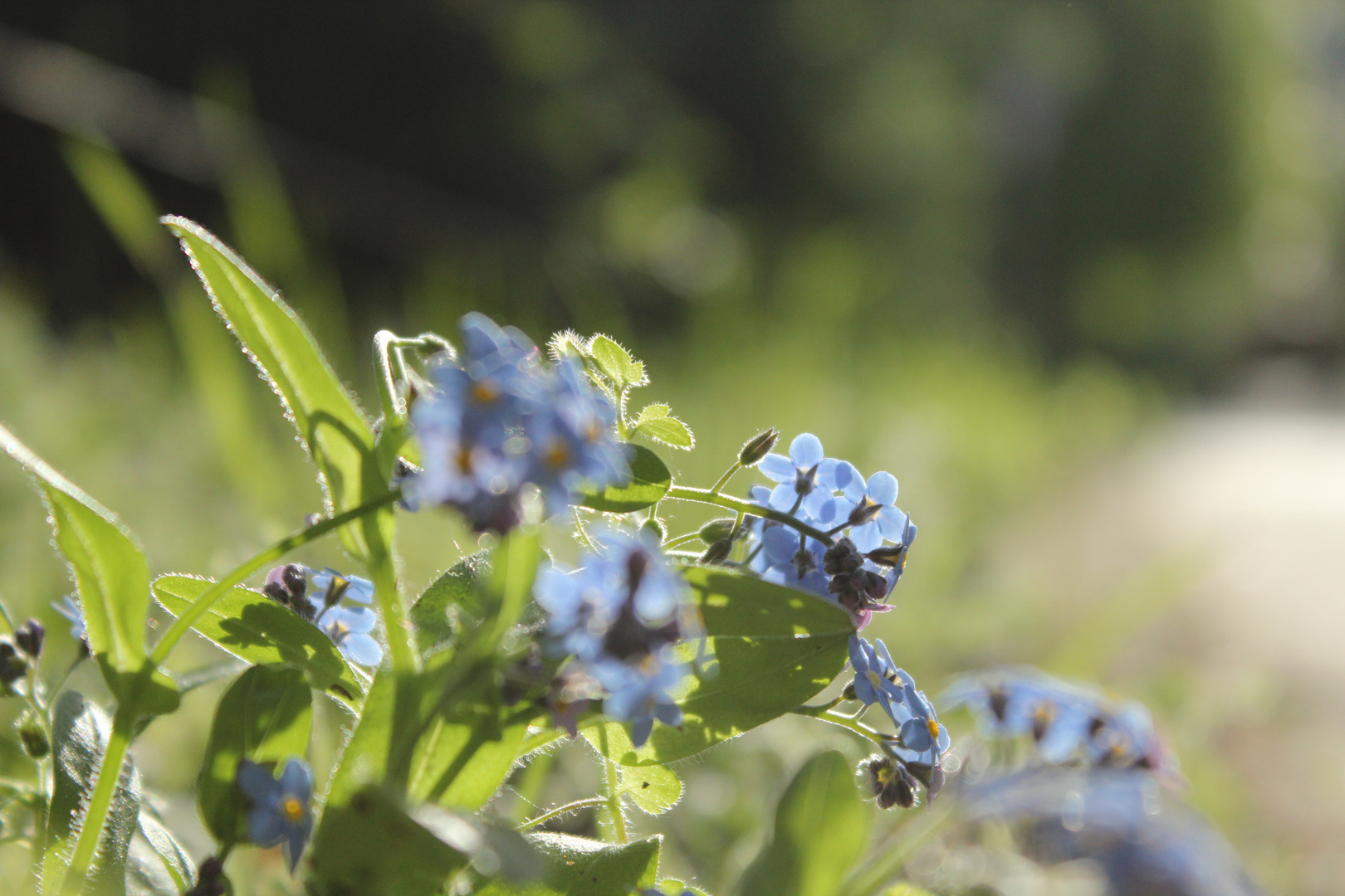 Blümchen