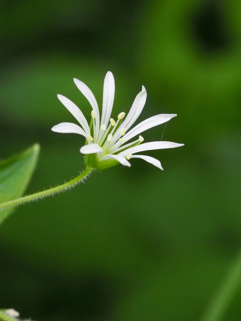 Blümchen