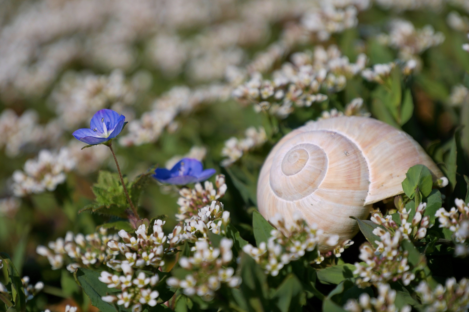 Blümchen