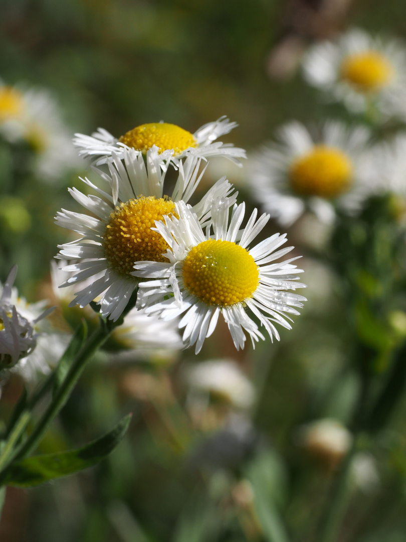 Blümchen