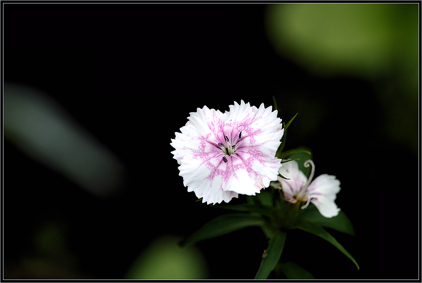 " Blümchen " :D)