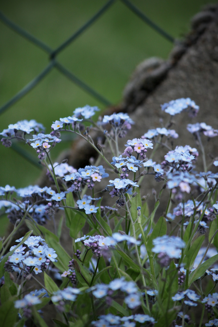 blümchen.