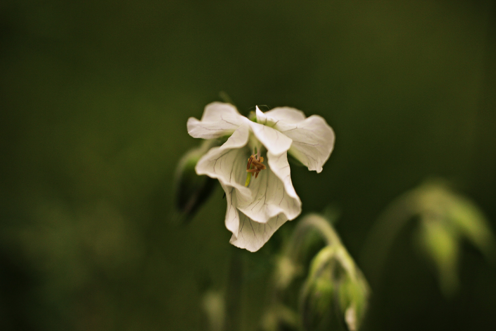 Blümchen