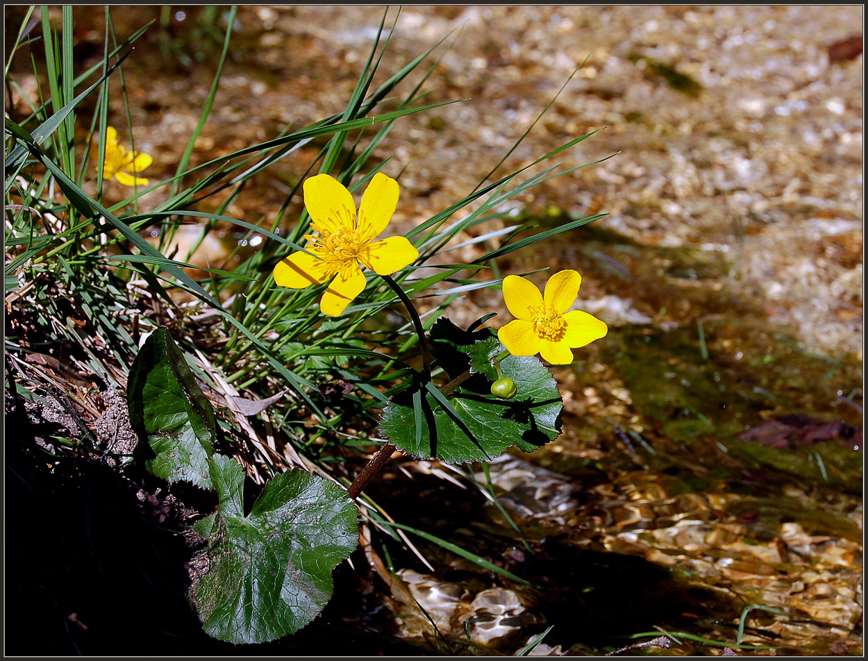 Blümchen der Woche *11*