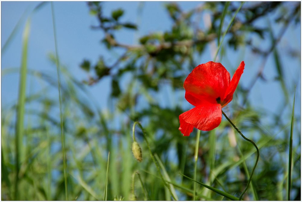 Blümchen der Woche *2*