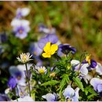 Blümchen der Woche