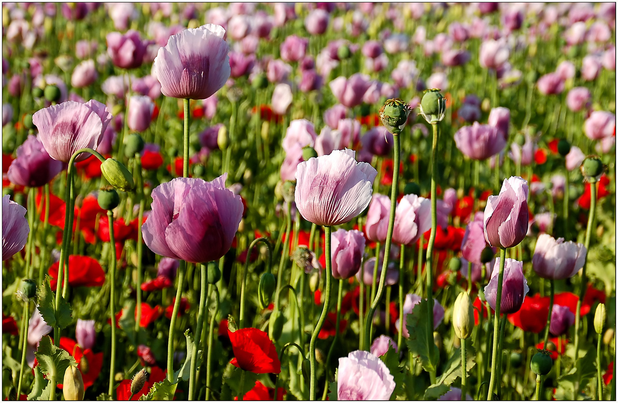 Blümchen der Woche *5*