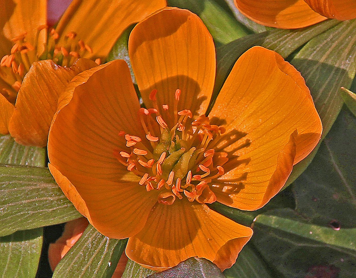 Blümchen der Woche