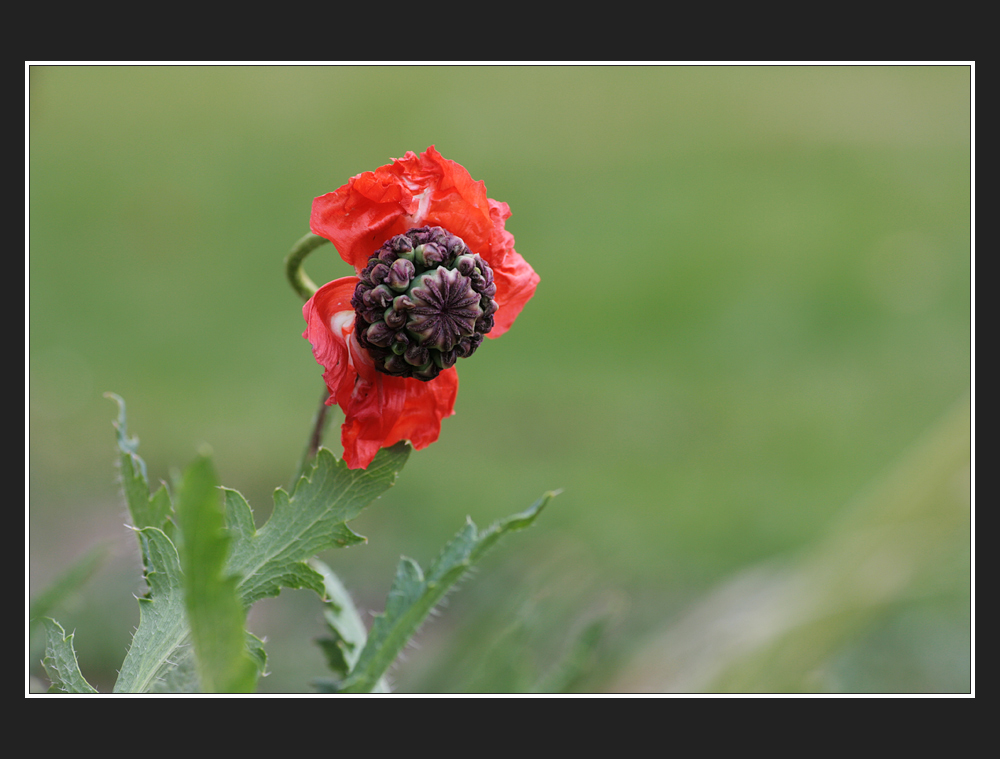 blümchen des monats.