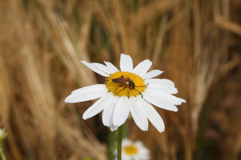 Blümchen