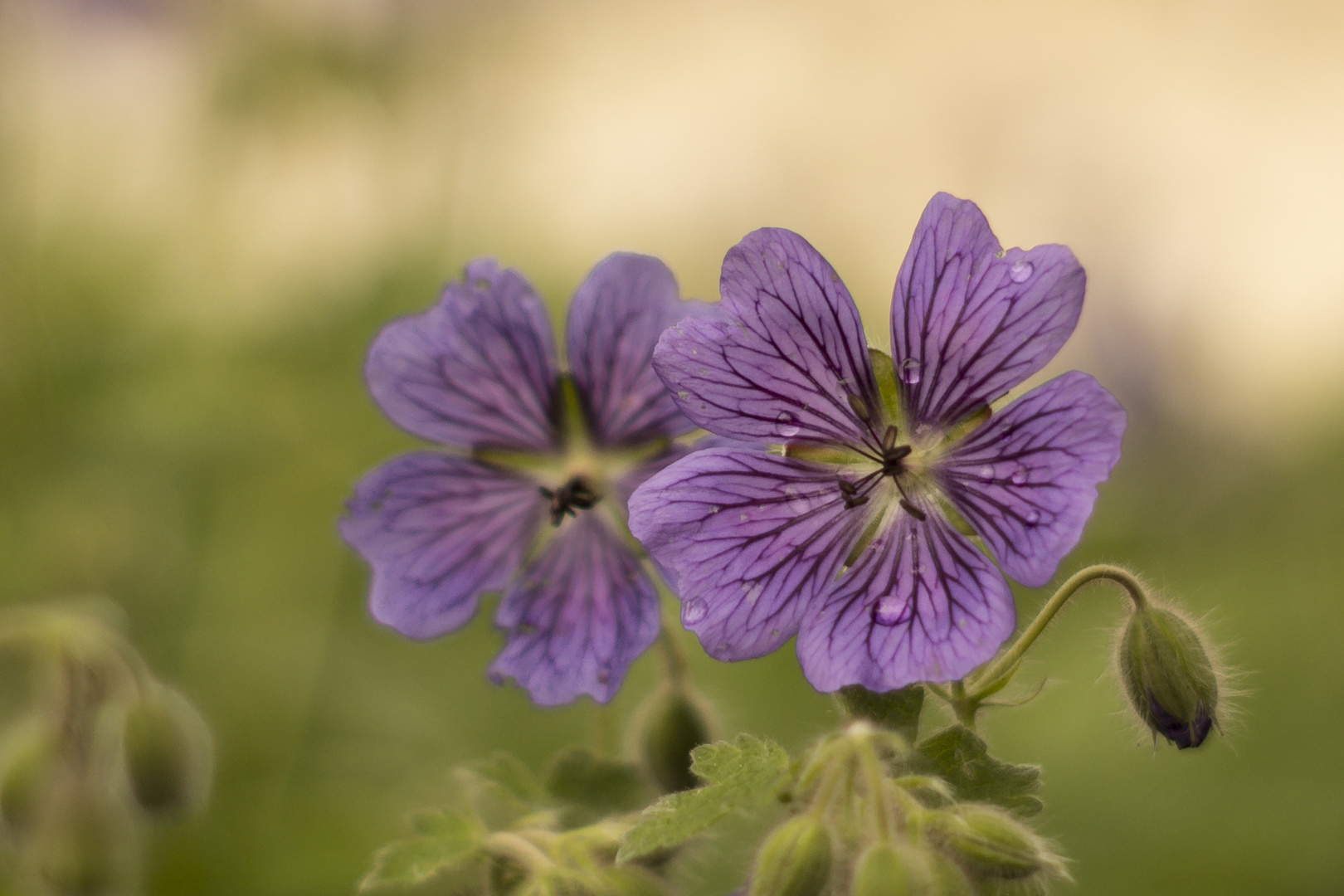 Blümchen