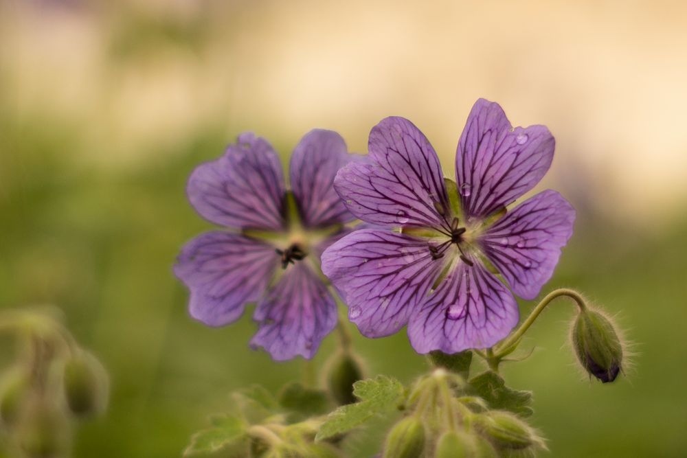 Blümchen