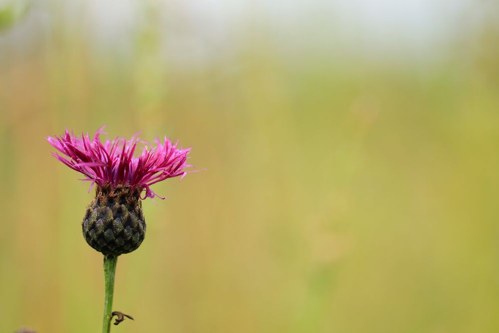 Blümchen