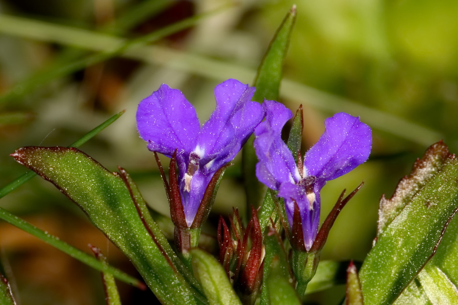 Blümchen