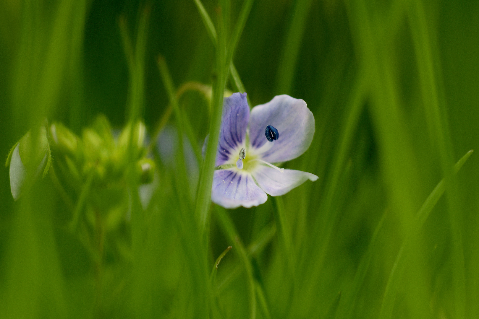 Blümchen