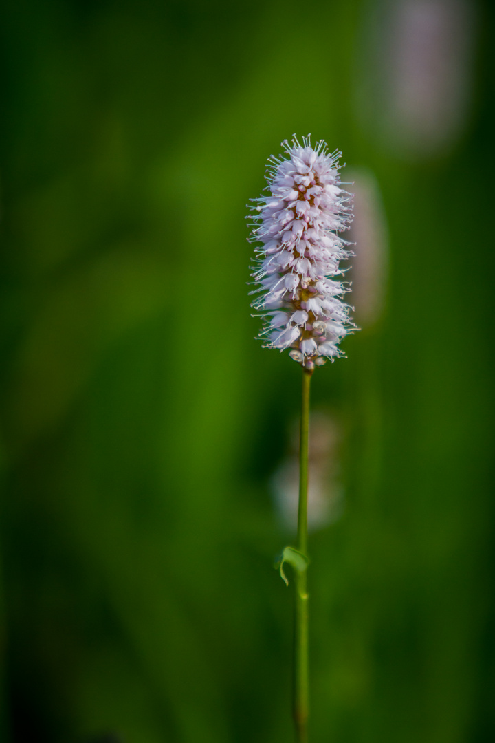 Blümchen