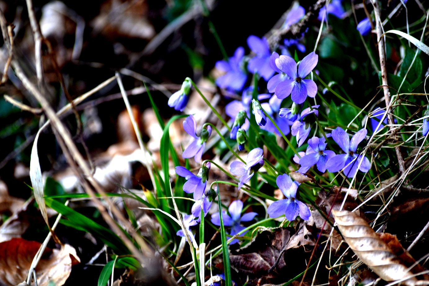 Blümchen