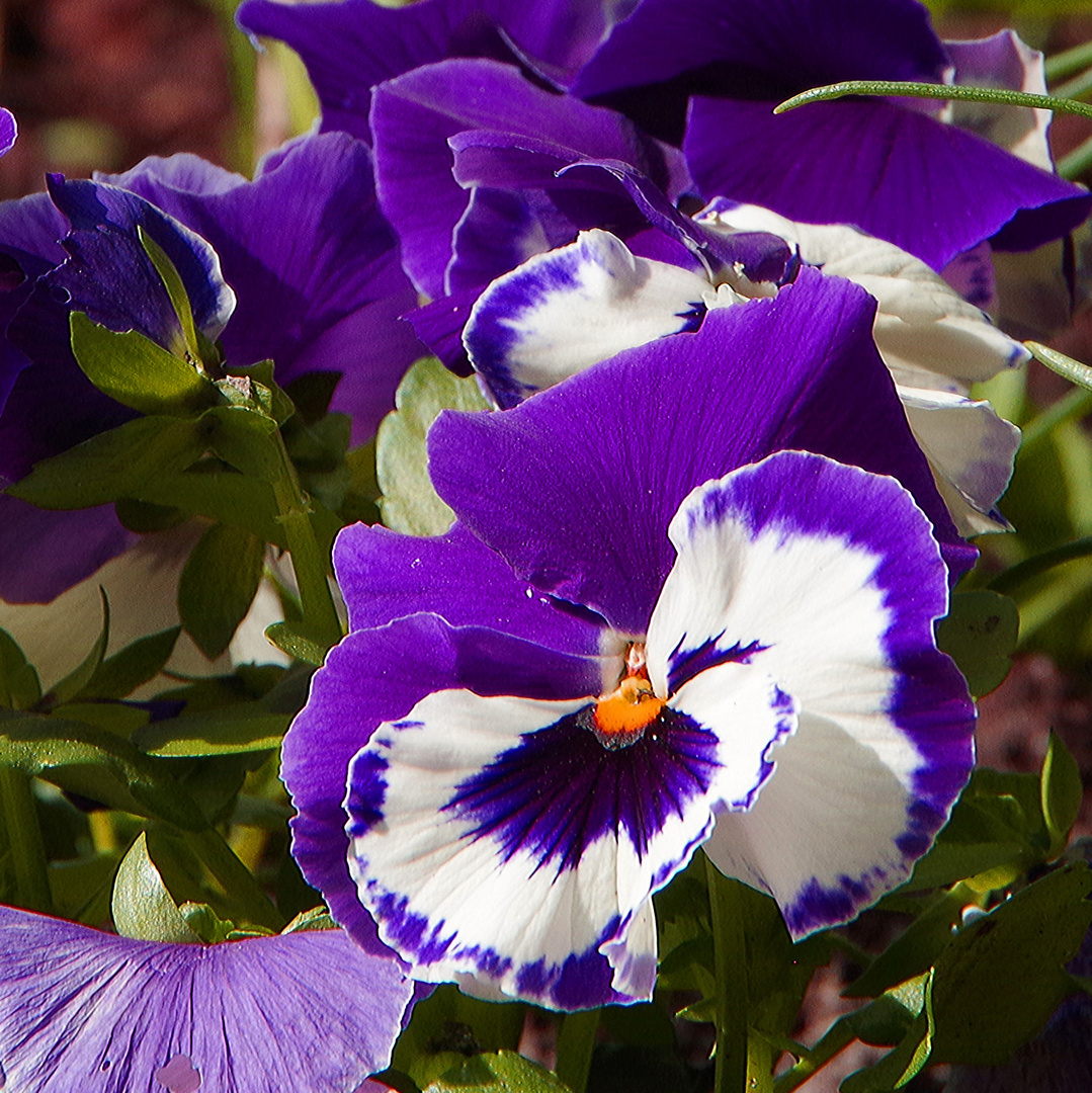 Blümchen für Anne