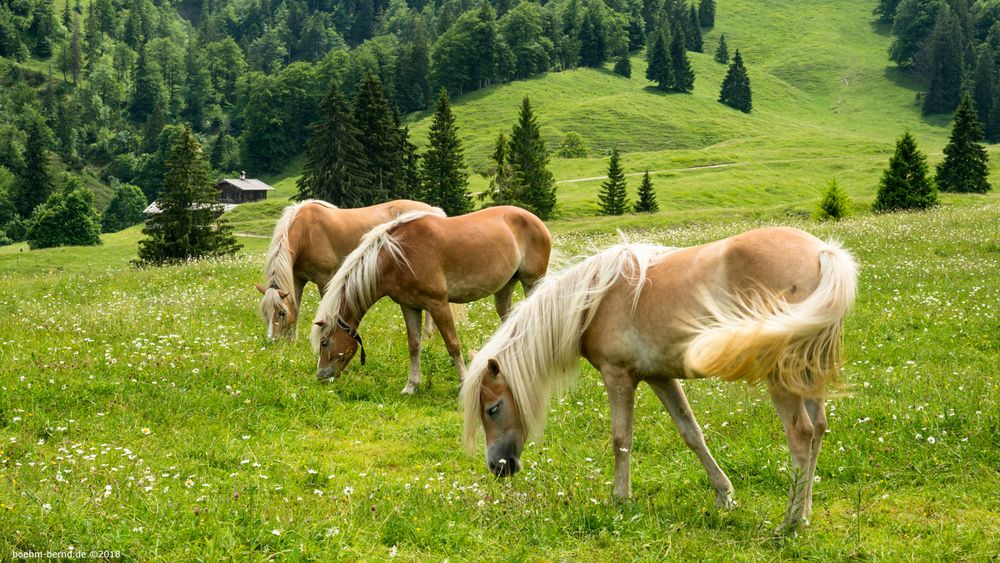 Blümchen für Blondinen