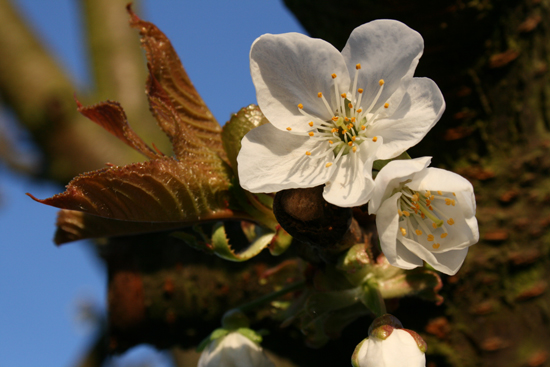 Blümchen für Chris