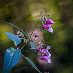 Blümchen für Euch zum WE