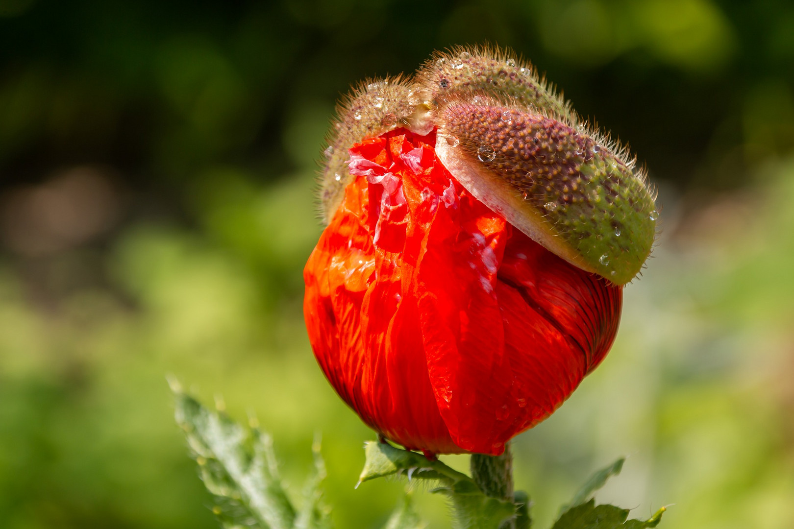 Blümchen für Lommi