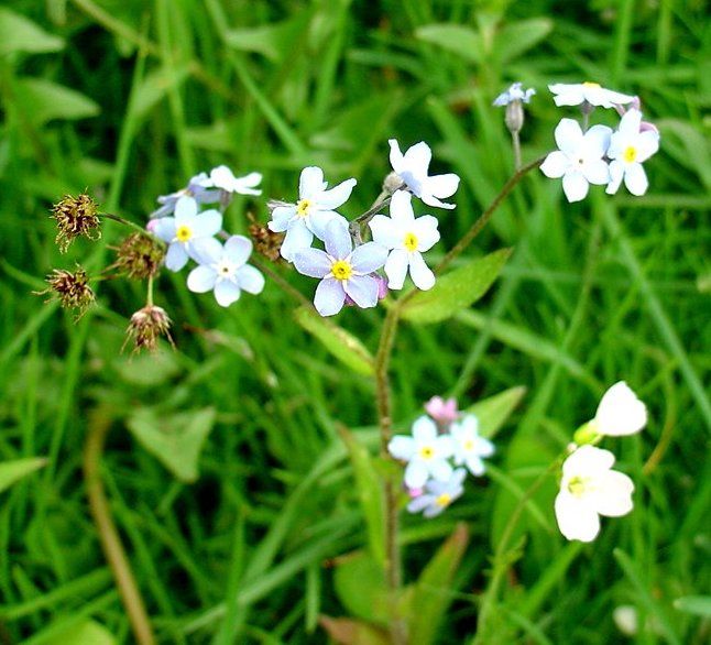 Blümchen für Susi