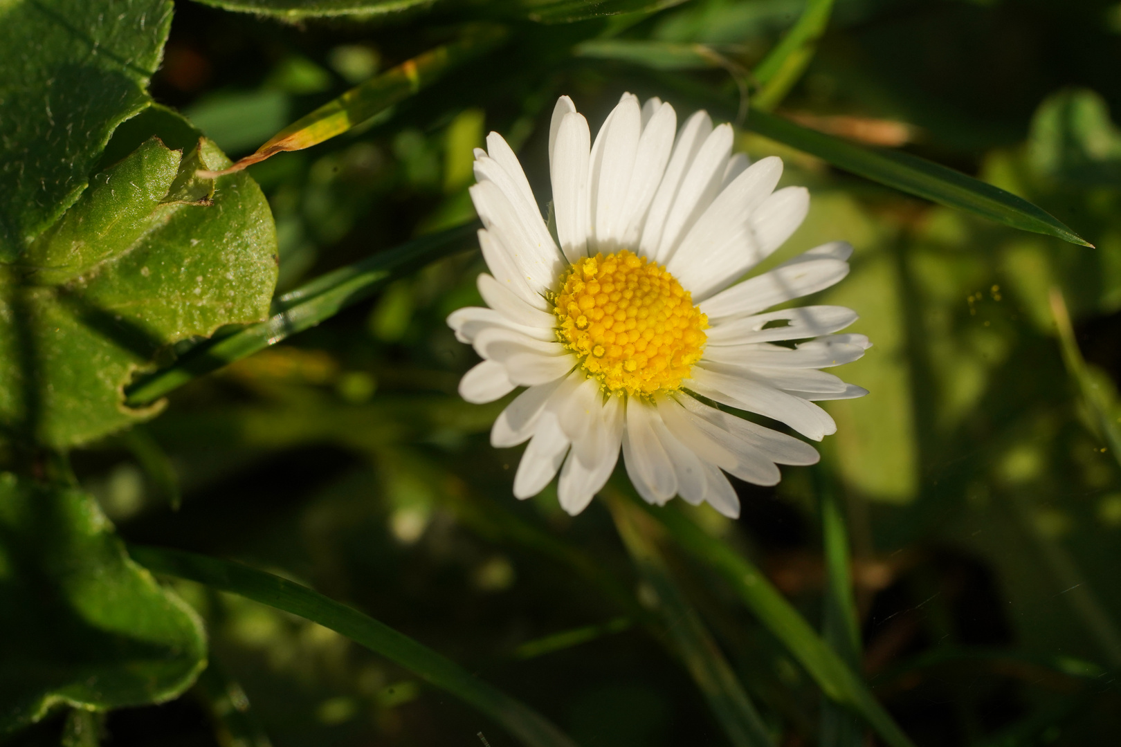 Blümchen, ganzes Foto