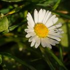 Blümchen, ganzes Foto