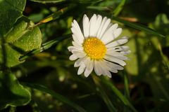 Blümchen, ganzes Foto