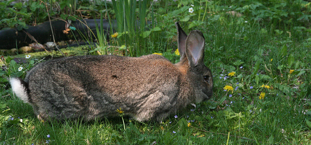 Blümchen grasen