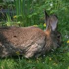 Blümchen grasen