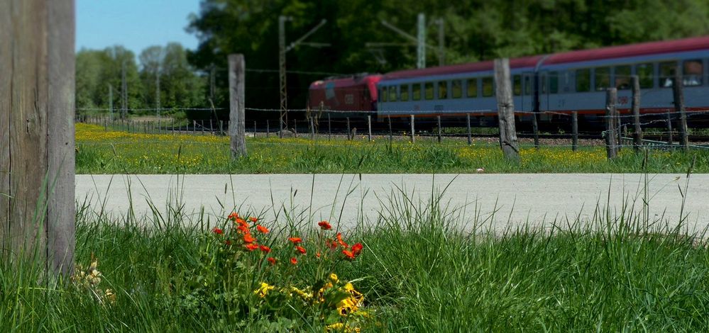 Blümchen gucken