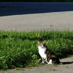 Blümchen gucken