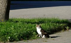 Blümchen gucken