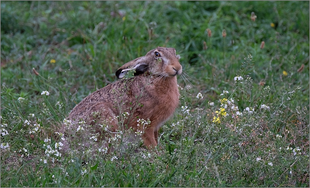 Blümchen-Hase