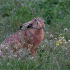 Blümchen-Hase