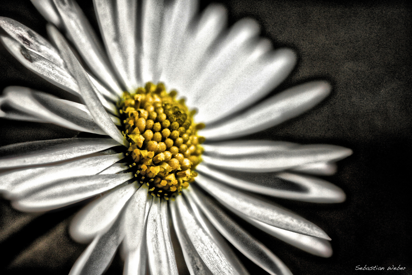 Blümchen HDR