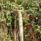 "Blümchen"-Hecke am Atlantik