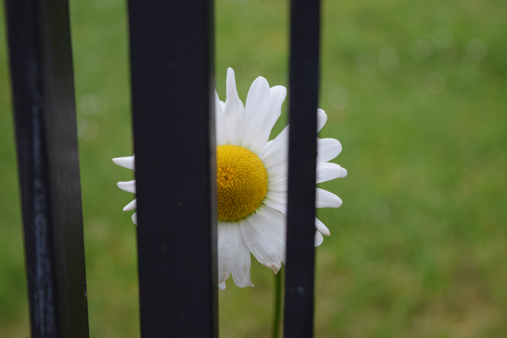 Blümchen hinter Gittern